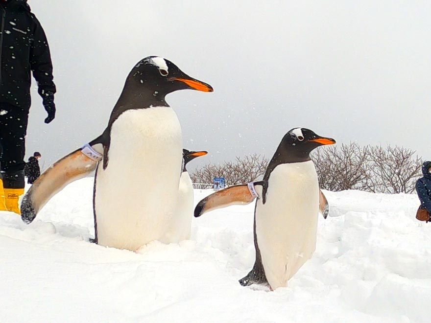 おたる水族館のペンギン