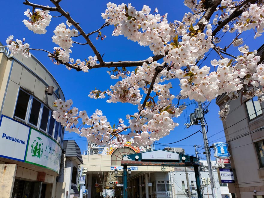 花銀通りの桜